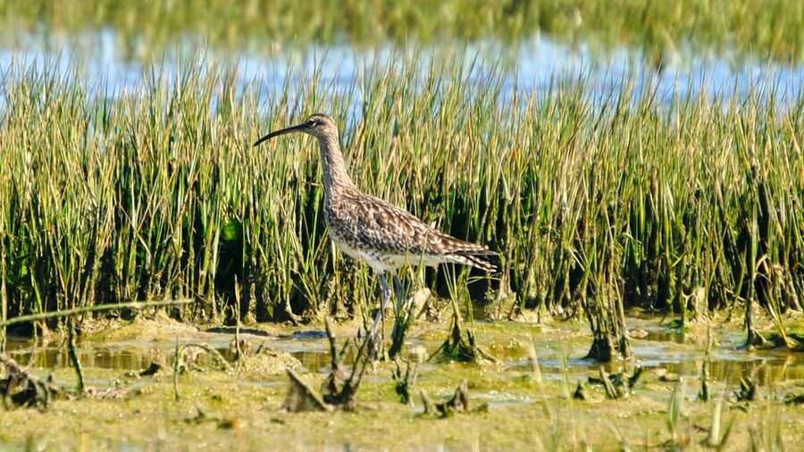 Faro: Ria Formosa Eco Birdwatching Boat Tour - April and May: choose the quiet walk