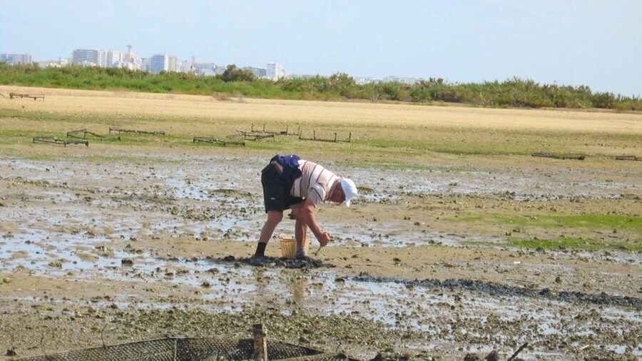 Faro: Ria Formosa Eco Birdwatching Boat Tour - How much value do you get for $47?