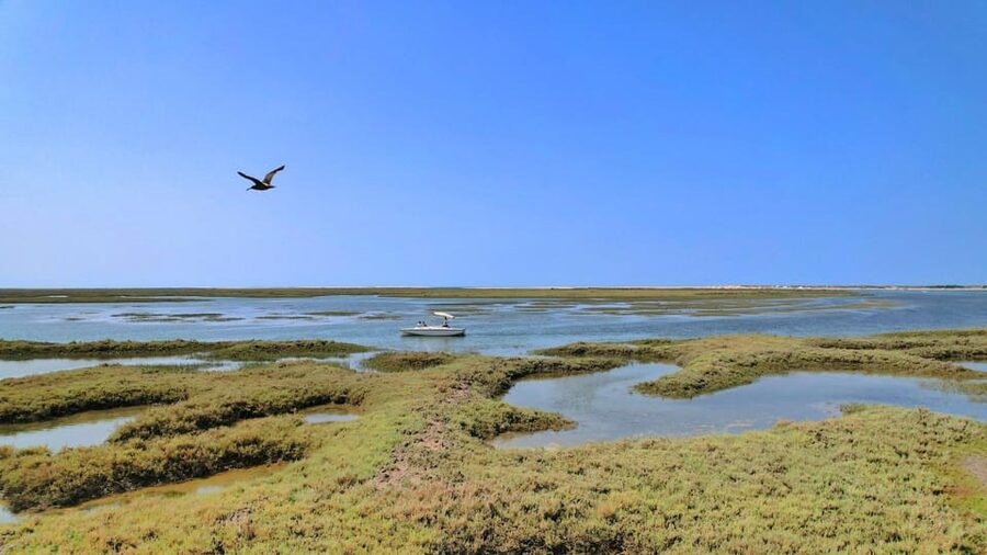 Faro: Ria Formosa Eco Birdwatching Boat Tour - Who will enjoy this Faro outing?