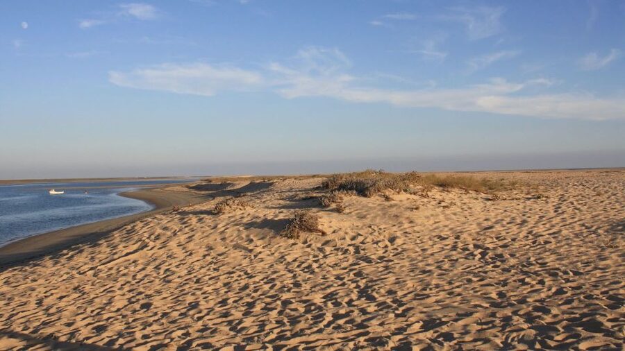 Faro: Ria Formosa Eco Birdwatching Boat Tour - Meeting at Cais das Portas do Mar