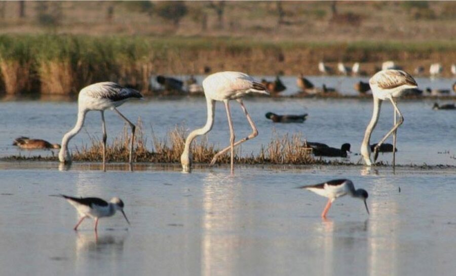 Faro: Ria Formosa Guided Sunset Tour by Catamaran - Why a sunset boat ride suits Faro