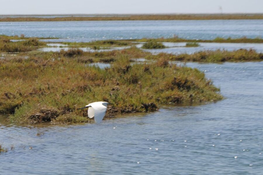 Faro: Ria Formosa Lagoon Small Boat Tour with Local Guide - Setting out on the comfortable pontoon boat