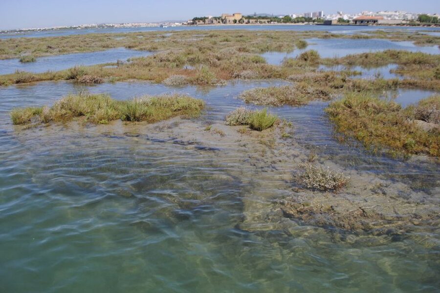 Faro: Ria Formosa Lagoon Small Boat Tour with Local Guide - Is $29 a fair price for one hour?