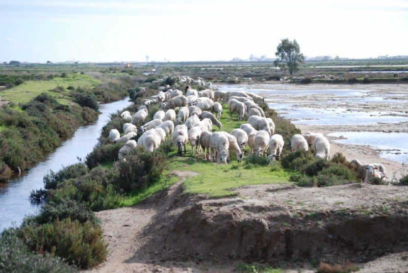 Faro: Ria Formosa Natural Park Segway Tour & Birdwatching - Key points before you book
