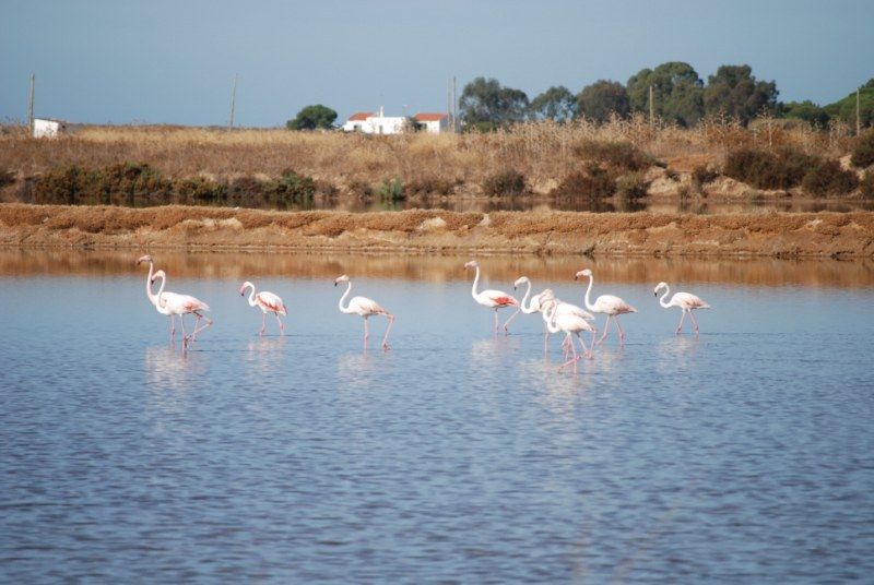 Faro: Ria Formosa Natural Park Segway Tour & Birdwatching - Practical tips for a better outing