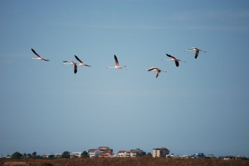 Faro: Ria Formosa Natural Park Segway Tour & Birdwatching - Riding the Ludo paths inside Ria Formosa