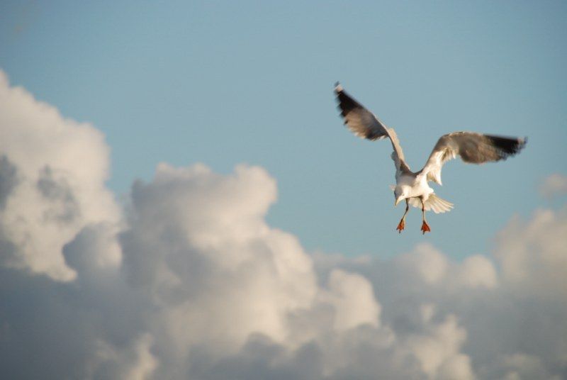 Faro: Ria Formosa Natural Park Segway Tour & Birdwatching - What the guide adds to the ride