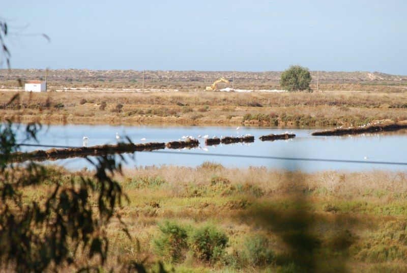 Faro: Ria Formosa Natural Park Segway Tour & Birdwatching - Five to ten minutes learning the Segway