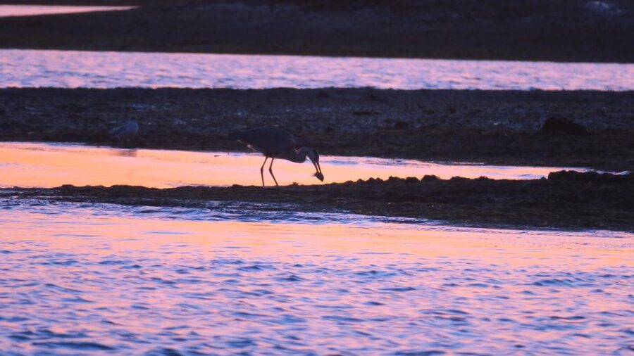 Faro: Ria Formosa Sunset Nature Boat Tour - Starting at Faro’s Old Town Pier