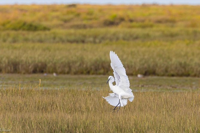 Faro - Ria Formosa tour with visit to 2 islands (Deserta, Farol) 3.5 hours - Farol beach and the village on Culatra