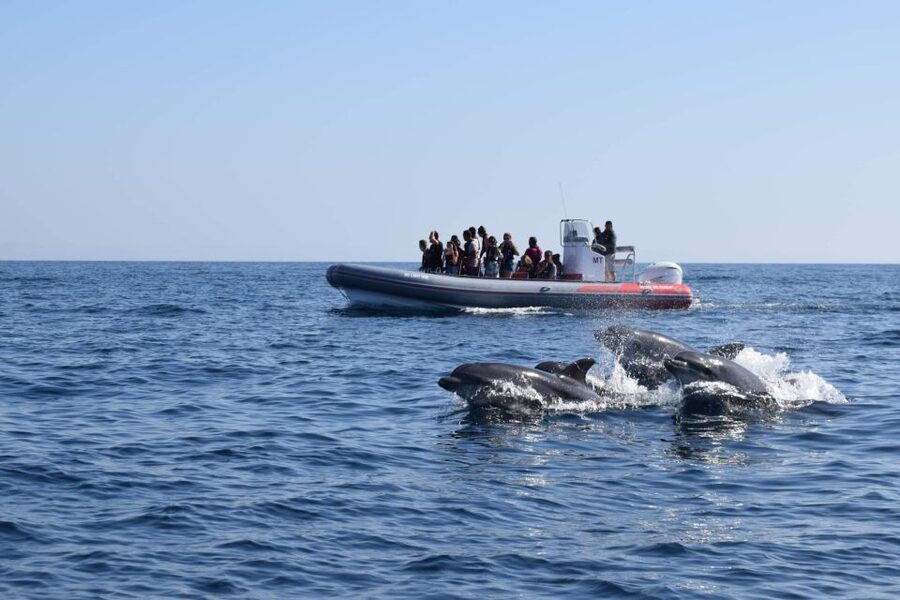 From Albufeira: Benagil Caves and Dolphins Guided Boat Tour - Key points to know before booking