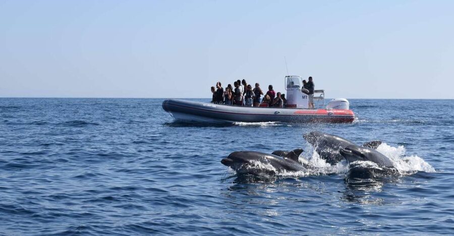From Albufeira: Benagil Caves and Dolphins Guided Boat Tour - Leaving Albufeira Marina for the open coast