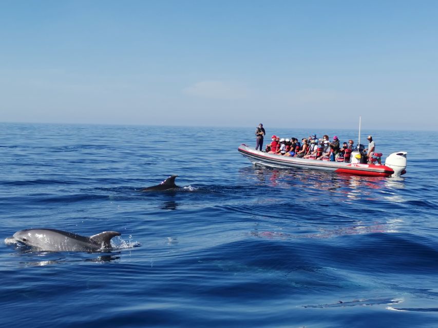 From Albufeira: Benagil Caves and Dolphins Guided Boat Tour - The dolphin search: exciting, but never certain