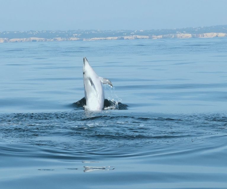 From Albufeira: Benagil Caves and Dolphins Guided Boat Tour - Who will enjoy this boat tour most?