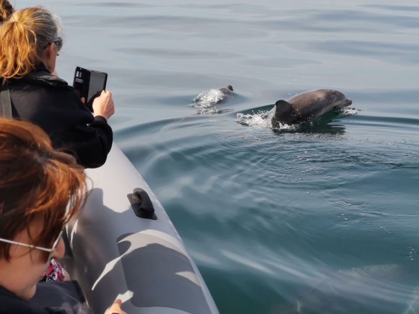 From Albufeira: Benagil Caves and Dolphins Guided Boat Tour - Booking advice for your day in Albufeira