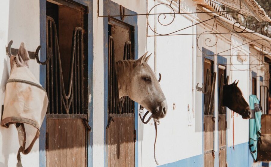 From Albufeira: Half-Day Hidden Gems & Horse Riding Tour - Scenic Albufeira Stops Before the Ride