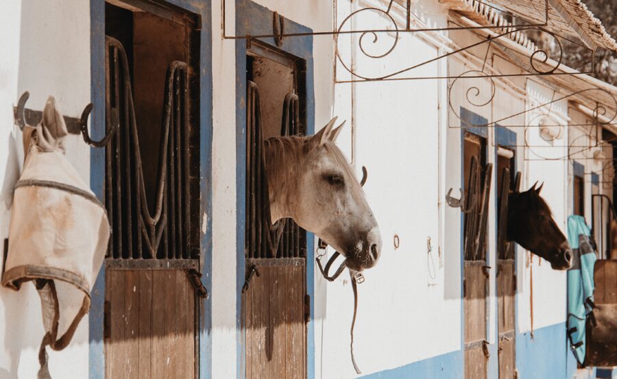 From Albufeira: Horse Riding Tour with Pickup - Arriving from Albufeira and meeting the horses