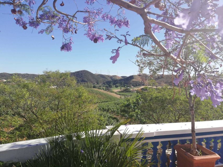 From Albufeira: Wine Tasting & Historic Silves Tour - Thirty minutes in old Silves