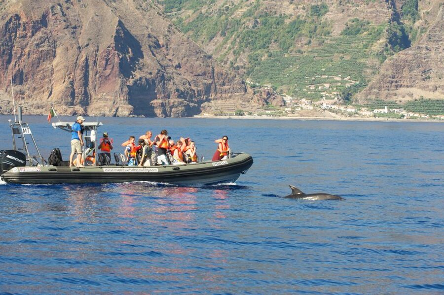 From Calheta: Madeira Whale and Dolphin Watching Boat Tour - Key points before you book