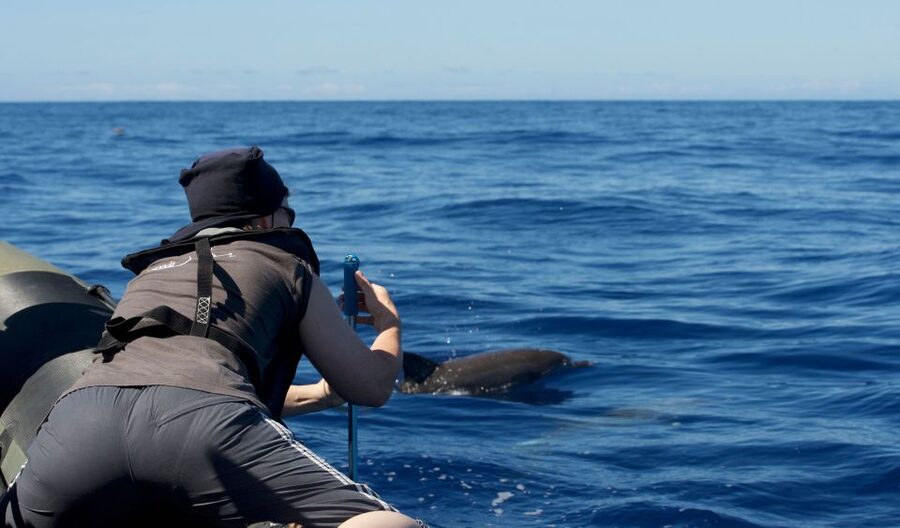From Calheta: Madeira Whale and Dolphin Watching Boat Tour - Leaving Calheta Marina for the open sea