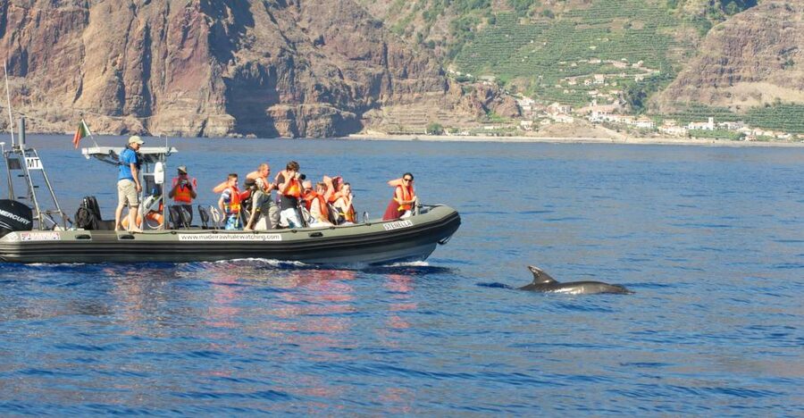 From Calheta: Madeira Whale and Dolphin Watching Boat Tour - What else may appear on the water