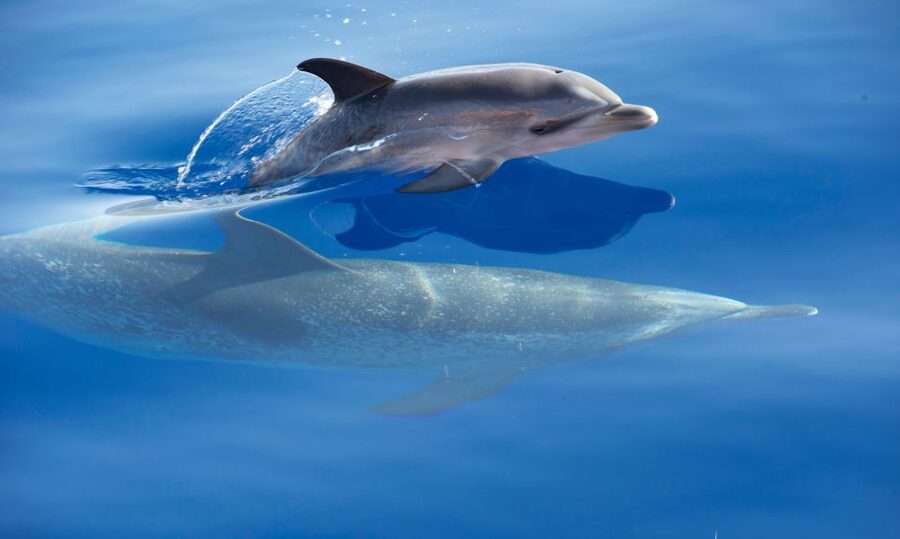 From Calheta: Madeira Whale and Dolphin Watching Boat Tour - Riding the speedboat along Madeira’s coast