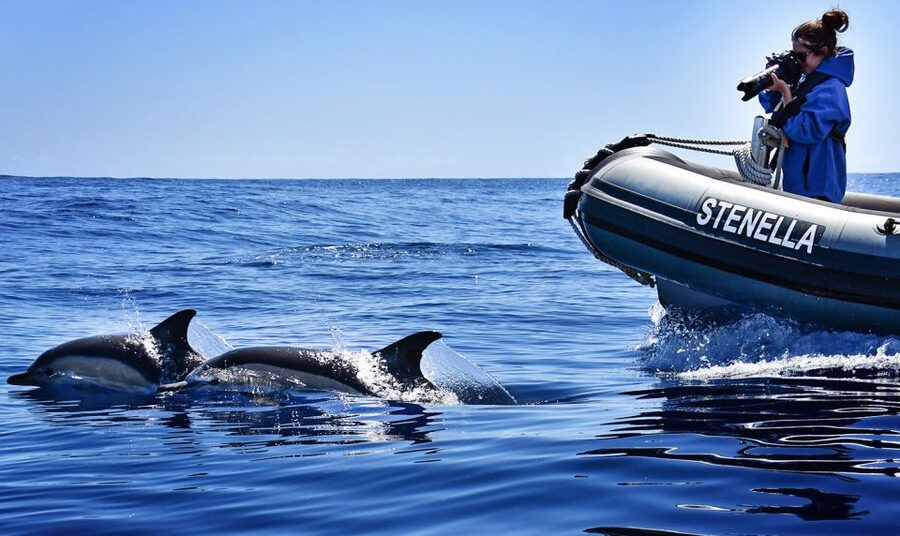 From Calheta: Madeira Whale and Dolphin Watching Boat Tour - What the guides add to the experience