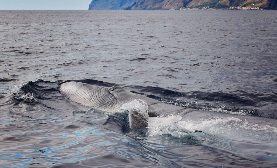 From Calheta: Madeira Whale and Dolphin Watching Boat Tour - The search for dolphins and whales