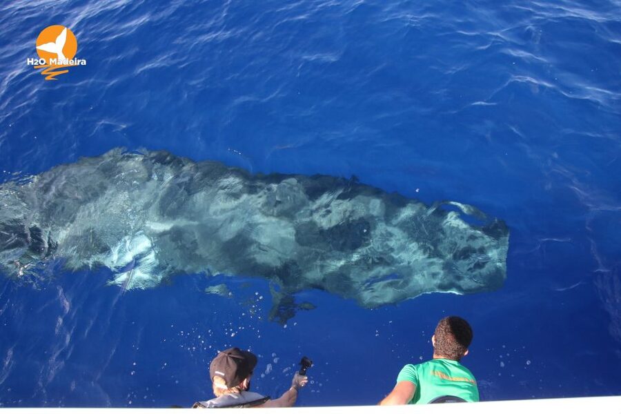 From Calheta: Whale and Dolphin Watching RIB Boat Tour - Booking flexibility and language