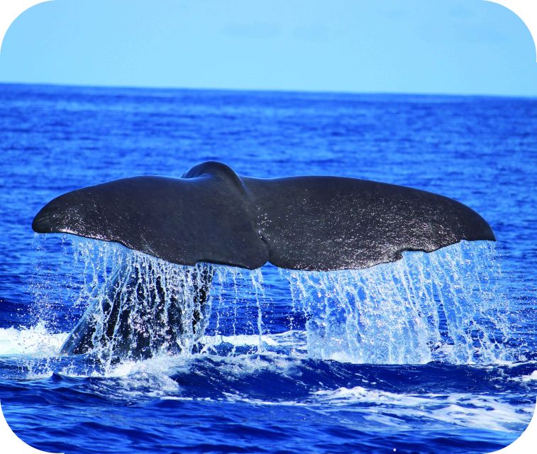 From Calheta: Whale and Dolphin Watching RIB Boat Tour - Leaving Calheta Marina for open water