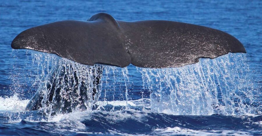 From Calheta: Whale and Dolphin Watching RIB Boat Tour - Searching for whales and dolphins