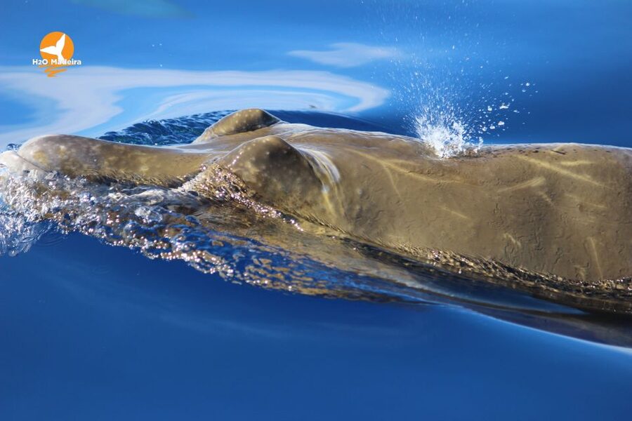 From Calheta: Whale and Dolphin Watching RIB Boat Tour - The best moments are close encounters