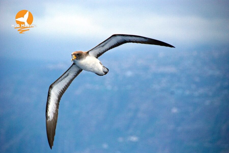 From Calheta: Whale and Dolphin Watching RIB Boat Tour - Madeira looks different from the sea