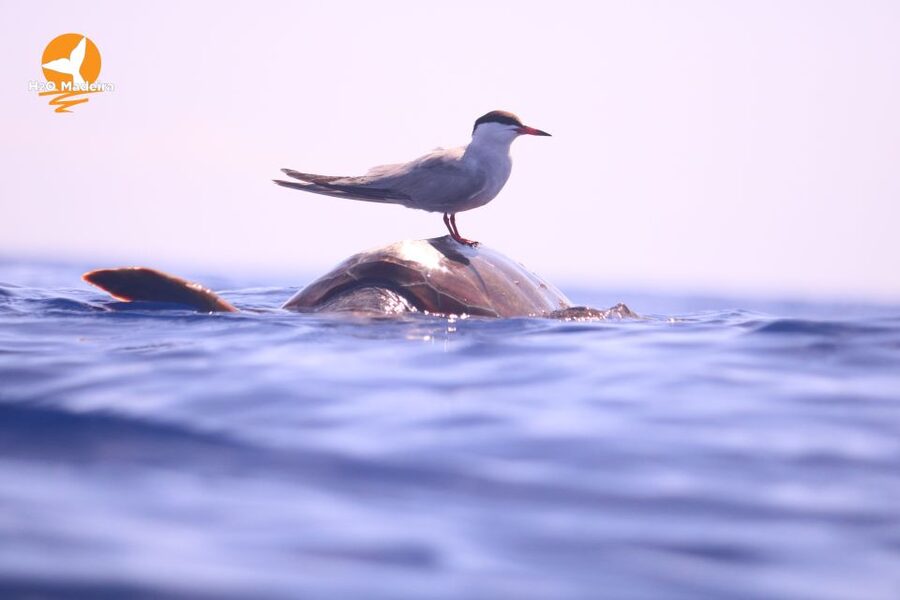 From Calheta: Whale and Dolphin Watching RIB Boat Tour - What to wear and what to leave behind