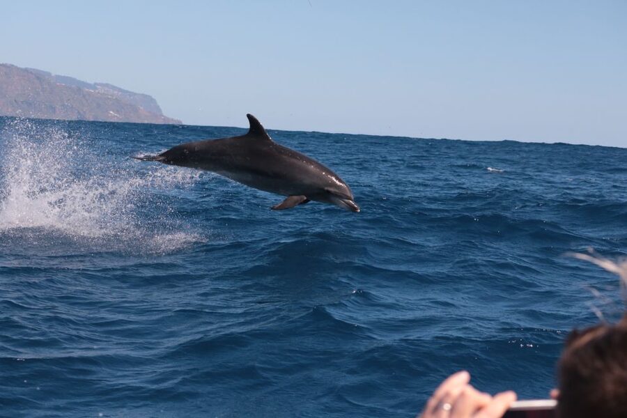 From Calheta: Whale and Dolphin Watching RIB Boat Tour - Is $70 a good value?