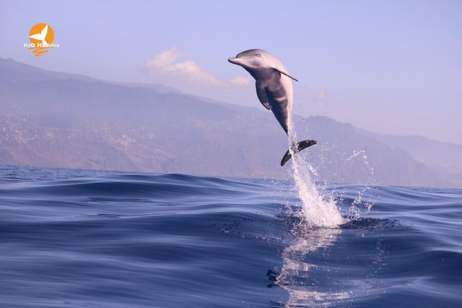 From Calheta: Whale and Dolphin Watching RIB Boat Tour - Who should choose this tour?