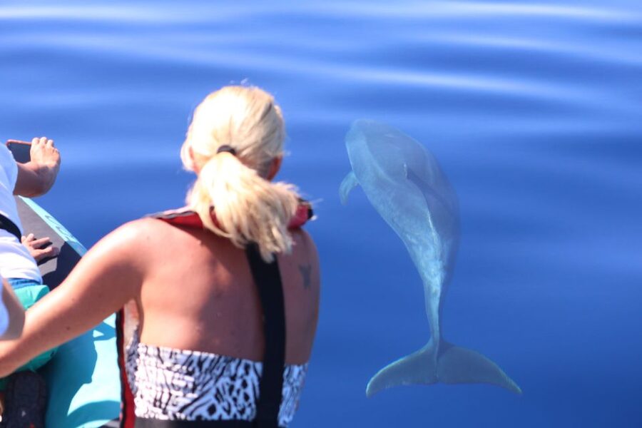 From Calheta: Whale and Dolphin Watching RIB Boat Tour - Why the RIB boat changes the outing