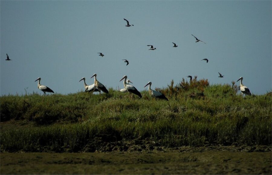 From Faro: 2-Hour Guided Bird Watching Boat Trip - Why the Ria Formosa makes a fine boat outing