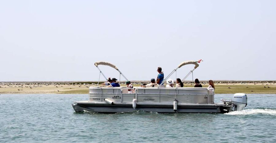 From Faro: 2-Hour Guided Bird Watching Boat Trip - Winter brings the best variety for many bird watchers