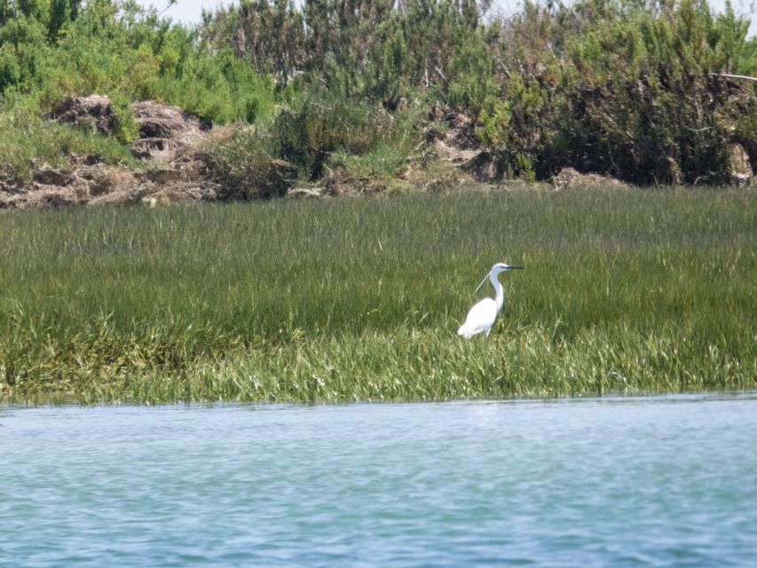 From Faro: 2-Hour Guided Bird Watching Boat Trip - Oyster and clam farms add local context