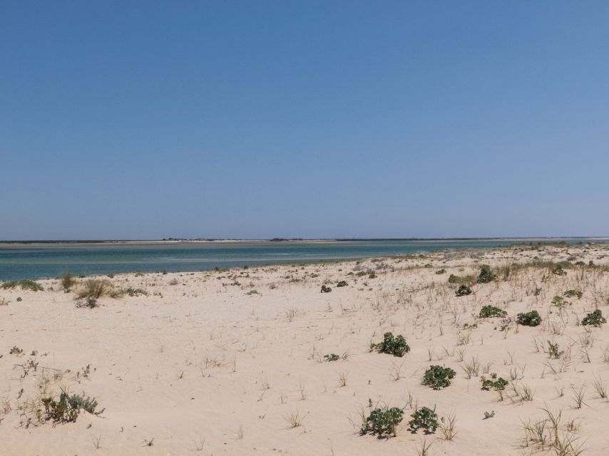From Faro: 2-Hour Guided Bird Watching Boat Trip - The ride back through the channels