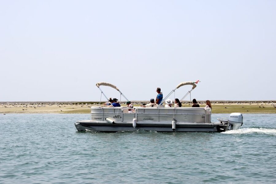 From Faro: 2-Hour Guided Bird Watching Boat Trip - The guide makes the difference