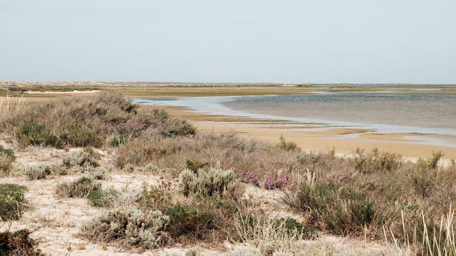 From Faro: Catamaran Boat Trip to Deserta Island with Stop - What the $11 fare really offers