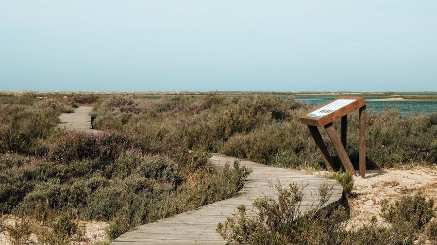 From Faro: Catamaran Boat Trip to Deserta Island with Stop - Who will enjoy this island trip most