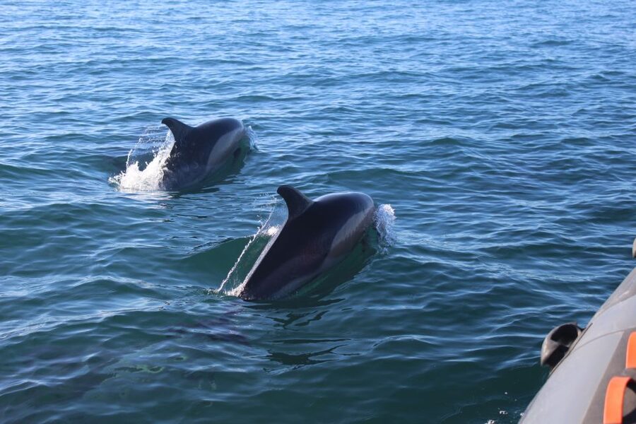 From Faro: Dolphin Watching & 2 Islands Tour - What to bring and what to expect