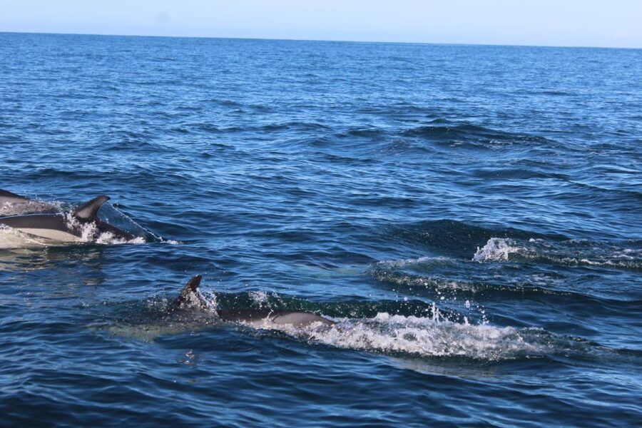 From Faro: Dolphin Watching & 2 Islands Tour - Searching for dolphins in the open Atlantic