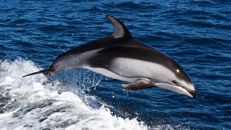 From Faro: Dolphin Watching & 2 Islands Tour - Ilha Deserta for clear water and quiet beach time