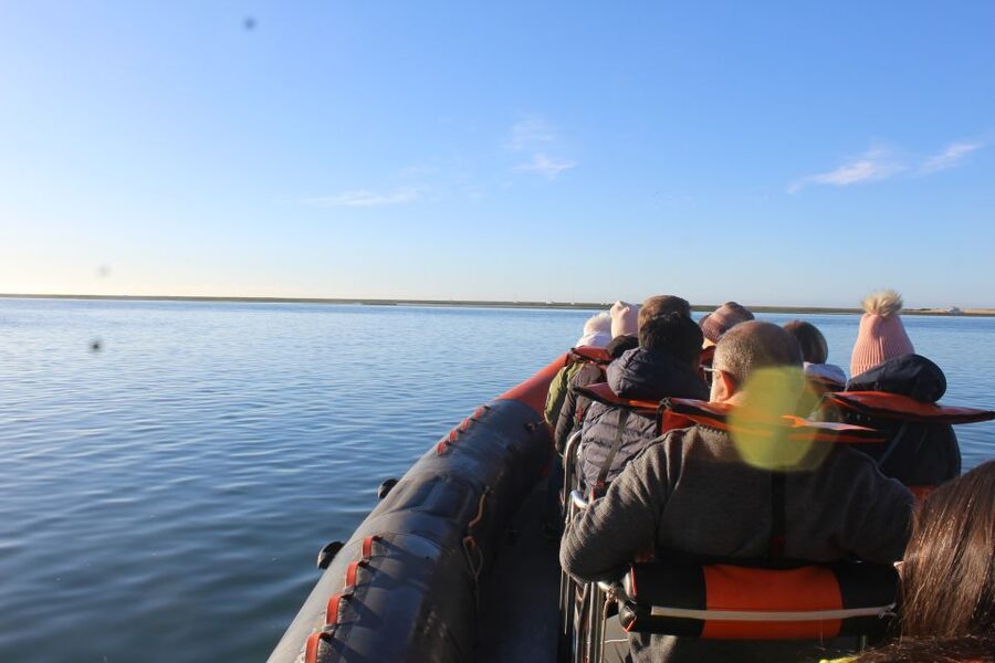 From Faro: Dolphin Watching & 2 Islands Tour - The return through the Ria Formosa