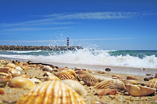 From Faro: Ria Formosa Eco Tour guided by Marine Biologist - Arriving at Ilha Deserta, also called Barreta