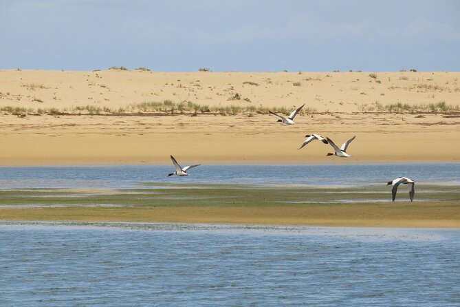 From Faro: Ria Formosa Eco Tour guided by Marine Biologist - How much free time should you expect?